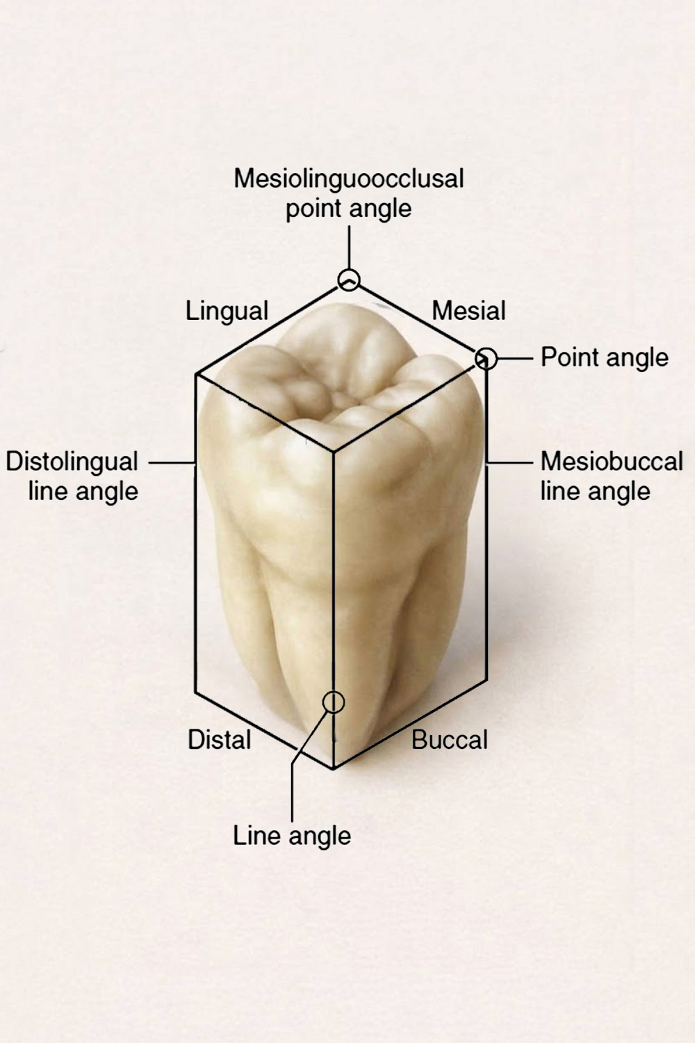 Surfaces of the Teeth 